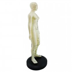 Model akupunkturowy człowieka - 45 cm