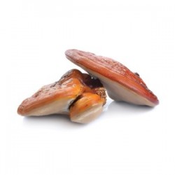 Reishi Suplement diety