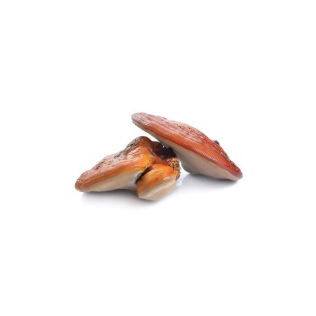Reishi Suplement diety