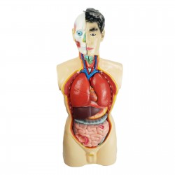 Narządy wewnętrzne - model anatomiczny - 85 cm
