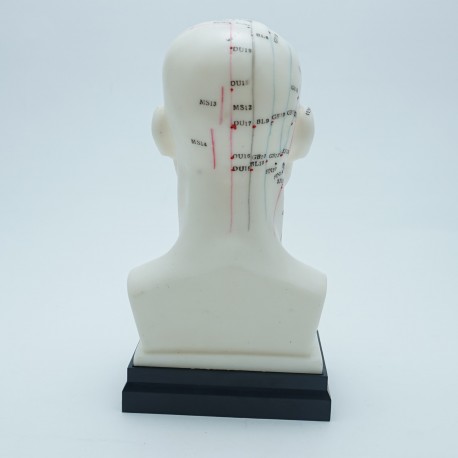 Model akupunkturowy głowy - 22 cm
