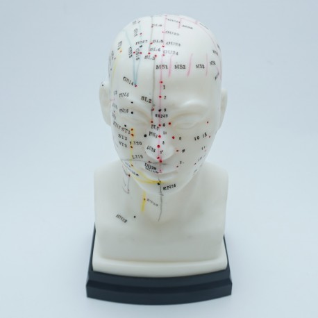 Model akupunkturowy głowy - 22 cm