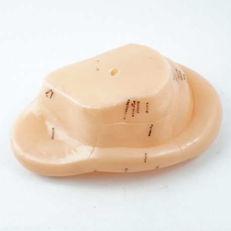 Model akupunkturowy ucha - 17 cm