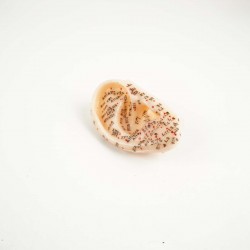 Model akupunkturowy ucha - 7,5 cm