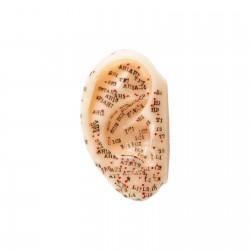 Model akupunkturowy ucha - 7,5 cm