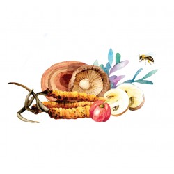 MedoComplex - Miód + Agaricus + Cordyceps + Reishi + Shiitake - MycoMedica