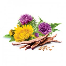 Ostropest (Milk Thistle) Suplement diety - MycoMedica
