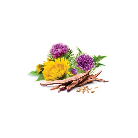Ostropest (Milk Thistle) Suplement diety - MycoMedica