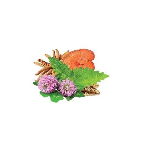 Mieszanka grzybów MycoMeno Suplement diety - MycoMedica