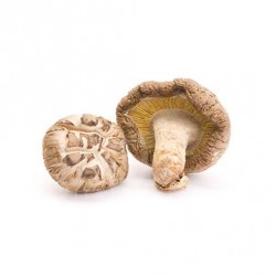 Grzyb Shiitake Suplement diety - MycoMedica