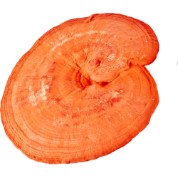 Grzyb Reishi Suplement diety - MycoMedica