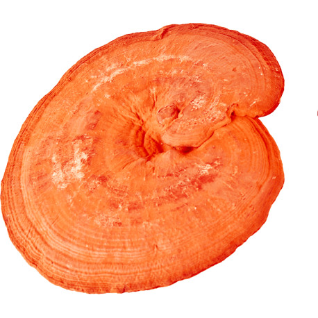 Grzyb Reishi Suplement diety - MycoMedica