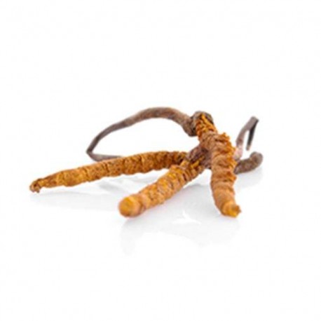 Grzyb Cordyceps CS-4 Suplement diety - MycoMedica