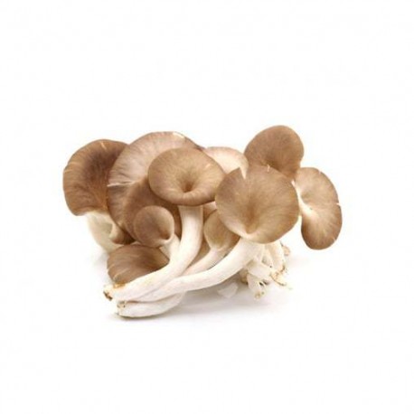 Boczniak (Oyster Mushroom) Suplement diety - MycoMedica