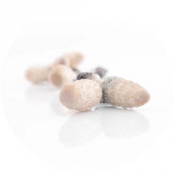 Grzyb Coprinus Suplement diety - MycoMedica