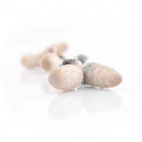 Grzyb Coprinus Suplement diety - MycoMedica