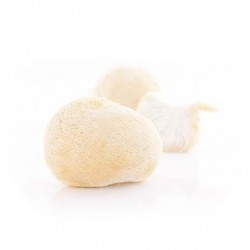Grzyb Hericium Suplement diety - MycoMedica