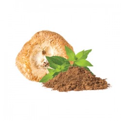 BIO Hericium w proszku - Suplement diety - MycoMedica
