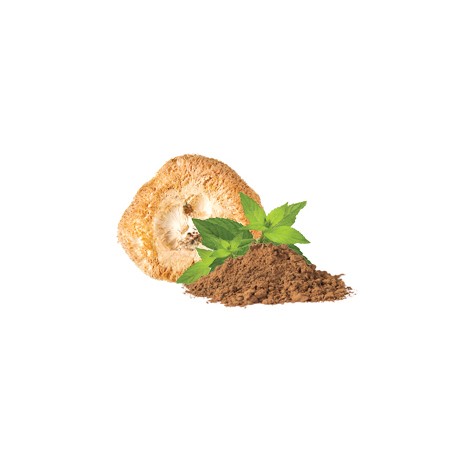BIO Hericium w proszku - Suplement diety - MycoMedica