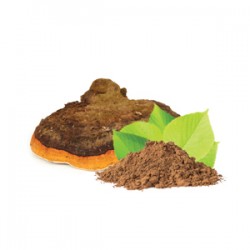 BIO Chaga w proszku - Suplement diety - MycoMedica