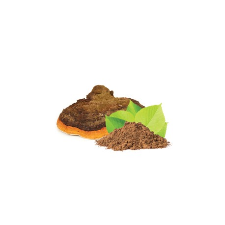 BIO Chaga w proszku - Suplement diety - MycoMedica