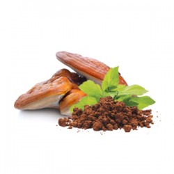 BIO Reishi w proszku - Suplement diety - MycoMedica