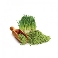 BIO Młody jęczmień (Young Barley) - Suplement - MycoMedica