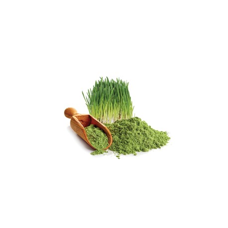 BIO Młody jęczmień (Young Barley) - Suplement - MycoMedica