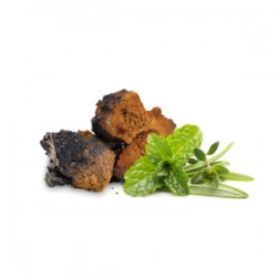 Chaga - suszone grzyby - MycoMedica