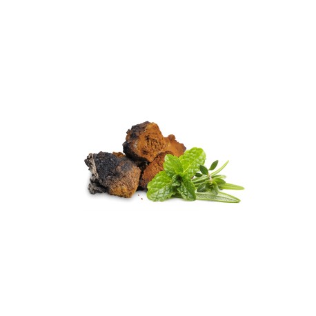 Chaga - suszone grzyby - MycoMedica