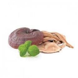 Reishi - suszone grzyby - MycoMedica