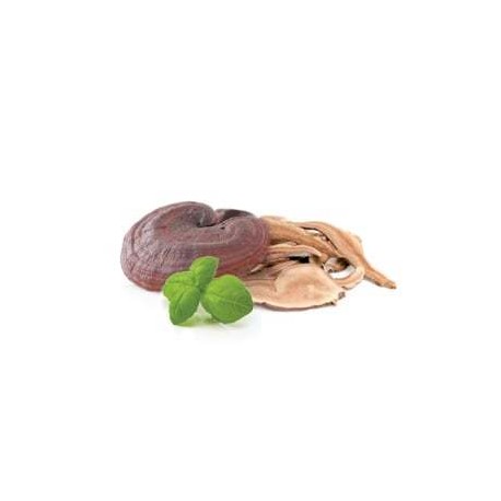 Reishi - suszone grzyby - MycoMedica