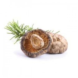 Shiitake - suszone grzyby - MycoMedica