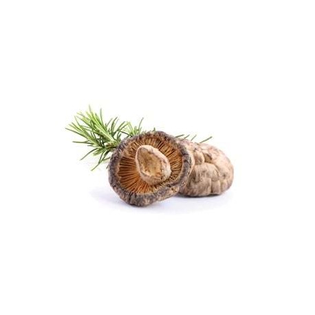 Shiitake - suszone grzyby - MycoMedica
