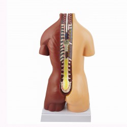 Narządy wewnętrzne - model anatomiczny - 48 cm
