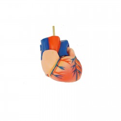 Narządy wewnętrzne - model anatomiczny - 48 cm