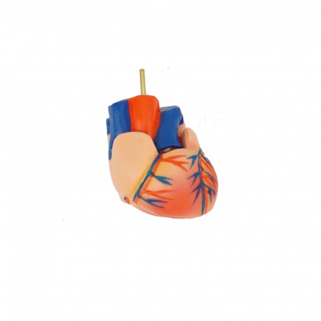 Narządy wewnętrzne - model anatomiczny - 48 cm
