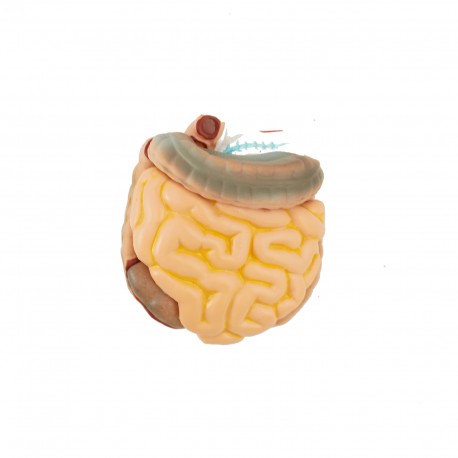 Narządy wewnętrzne - model anatomiczny - 48 cm