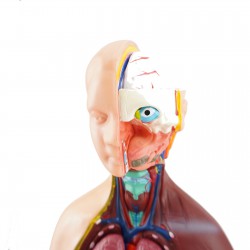Narządy wewnętrzne - model anatomiczny - 48 cm