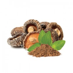 BIO Shiitake w proszku - Suplement diety - MycoMedica