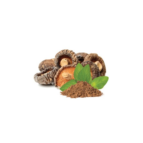 BIO Shiitake w proszku - Suplement diety - MycoMedica