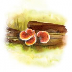 Reishi - Nalewka z ziół chińskich - YaoMedica - 50 ml