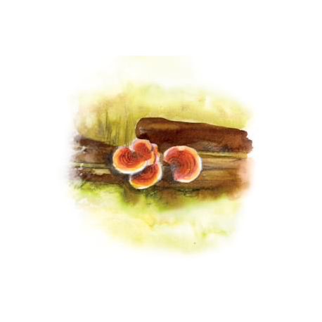 Reishi - Nalewka z ziół chińskich - YaoMedica - 50 ml
