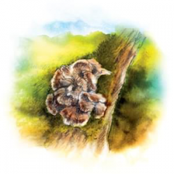 Maitake - Nalewka z ziół chińskich - YaoMedica - 50 ml