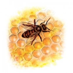 Nalewka Propolis - 099 - YaoMedica