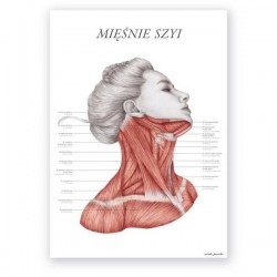 Plakat - plansza anatomiczna - mięśnie szyi - 50 x 70 cm