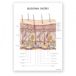 Plakat - plansza anatomiczna - budowa skóry - 50 x 70 cm