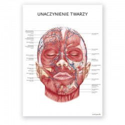 Plakat - plansza anatomiczna - unaczynienie twarzy - 50 x 70 cm
