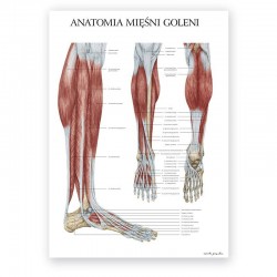 Plakat - plansza anatomiczna - mięśnie goleni - 50 x 70 cm