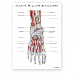 Plakat - plansza anatomiczna - mięśnie stopy - 50 x 70 cm